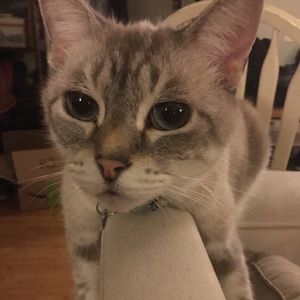 Meet your Posher, Lisa